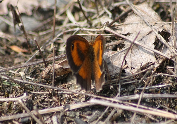 Conferma ID Pyronia Tytonus